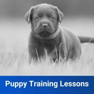Puppy Training Lessons