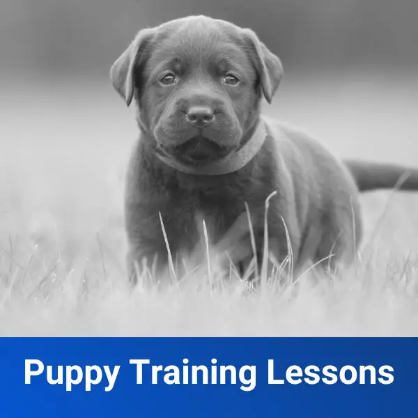 Puppy Training Lessons