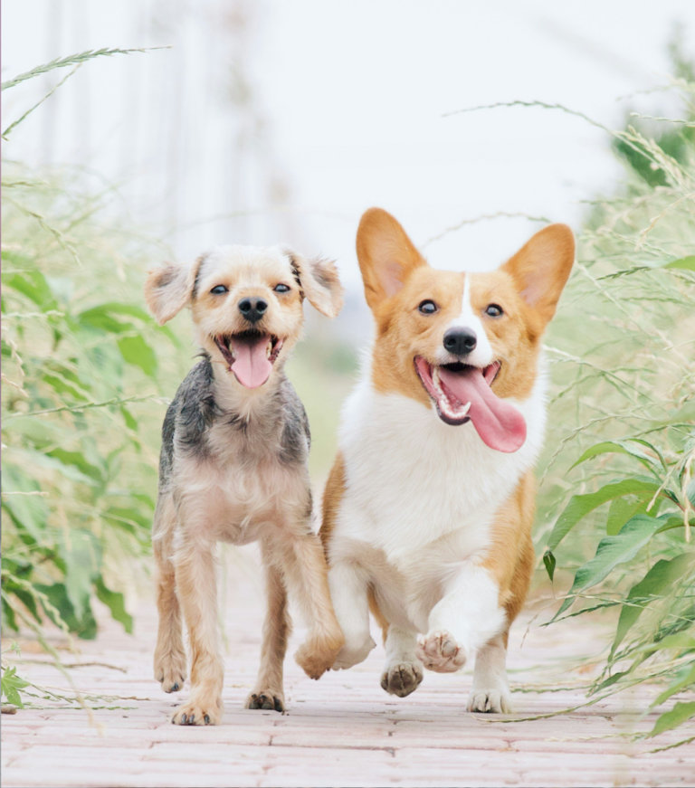 Tailoring Tails: Choosing the Perfect Dog Breed for Your Lifestyle