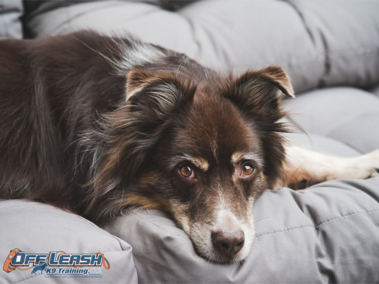 Stylish and Pet-Friendly: Creating a Harmonious Home Environment for You and Your Furry Friends