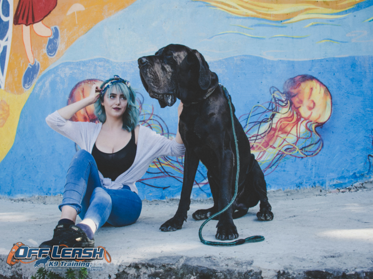 The Bond Builder: Why Training Your Dog is Essential