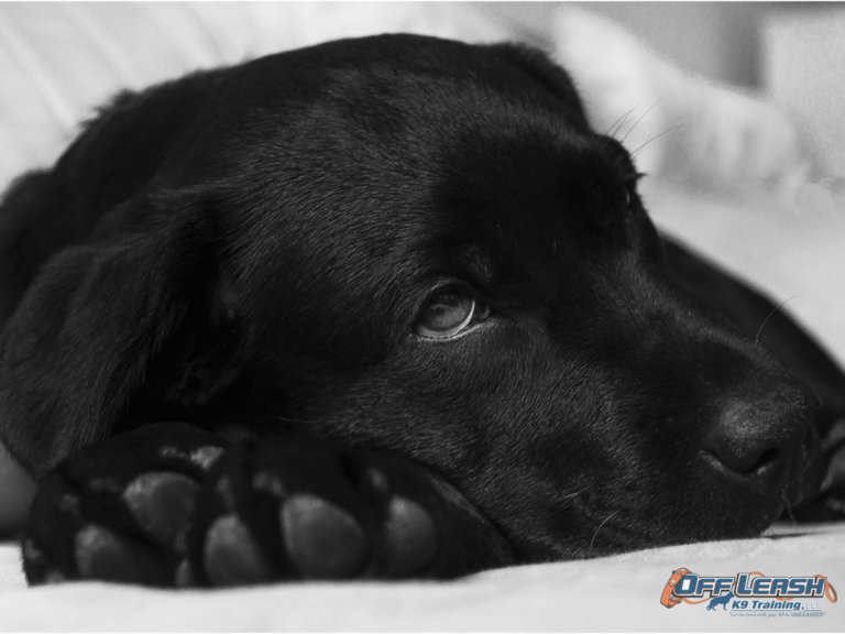 The Lifesaving Guide: Building the Ultimate Doggy First Aid Kit