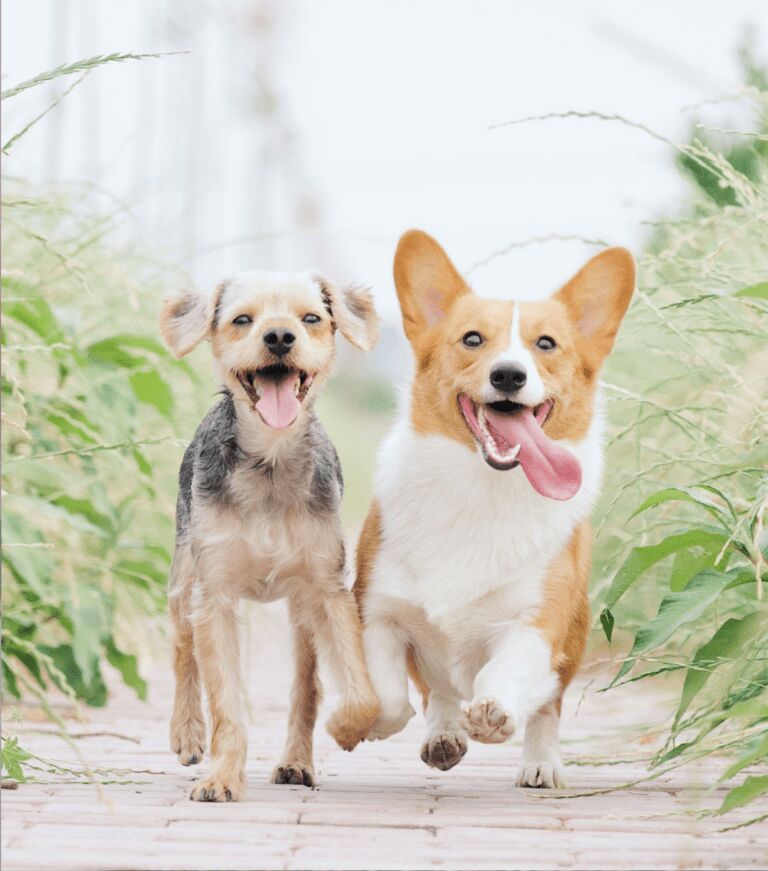 Tailoring Tails: Choosing the Perfect Dog Breed for Your Lifestyle