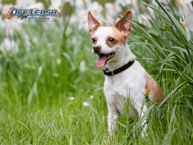 The Ultimate Guide to Microchipping Dogs: Benefits, Process, and Ensuring Effectiveness