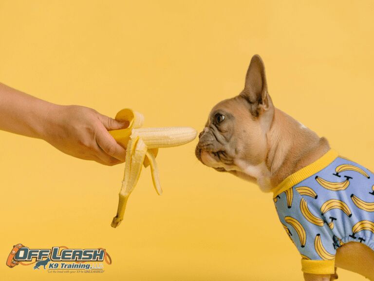 The Ultimate Guide to Fresh Dog Food: Improving Canine Health and Vitality