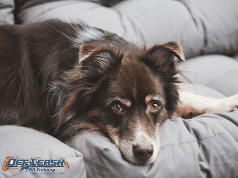 Stylish and Pet-Friendly: Creating a Harmonious Home Environment for You and Your Furry Friends