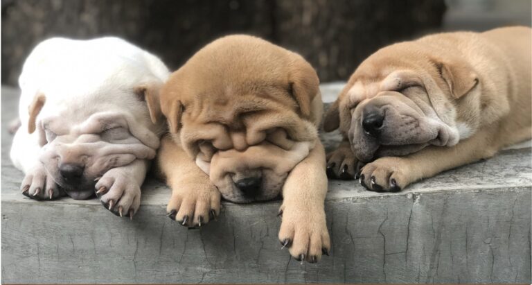 Understanding and Overcoming Littermate Syndrome: A Guide to Raising Sibling Puppies