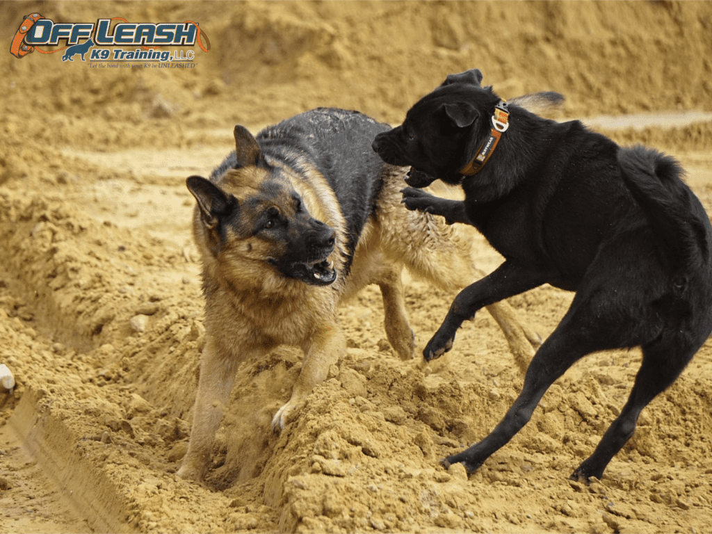 The Dark Side of Dog Parks Understanding the Risks and Safer