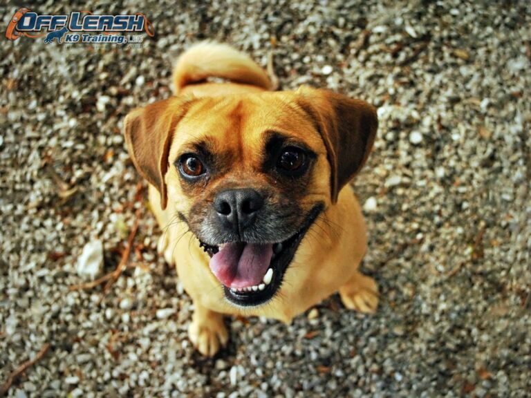 Comparing Spaying Techniques: Faster Recovery and Fewer Complications