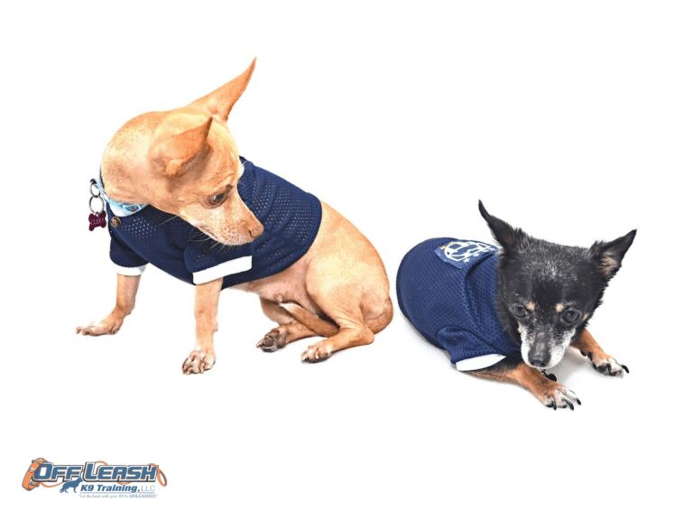 Pawsitively Perfect: Hosting an Inclusive Dog-Friendly Super Bowl Bash