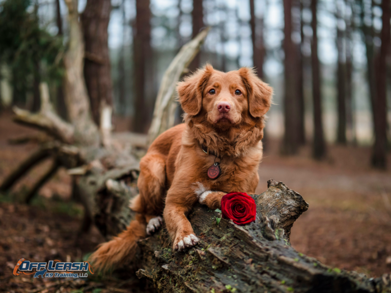 Valentines Day Fun: Activities to Share with Your Dog