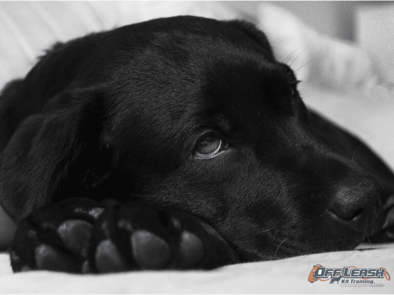 The Lifesaving Guide: Building the Ultimate Doggy First Aid Kit