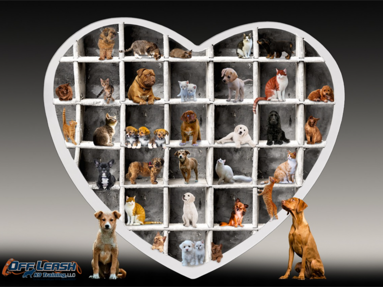 Promoting Canine Cardiovascular Wellness: The Key to Healthy Hearts for Your Furry Friend