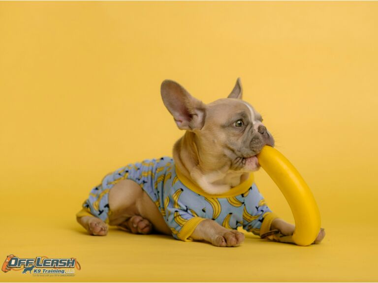 Enhancing Your Dogs Health: A Guide to Adding Fresh Fruits and Vegetables