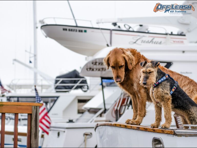 Helping Your Furry Friend: Conquering Travel Anxiety in Dogs