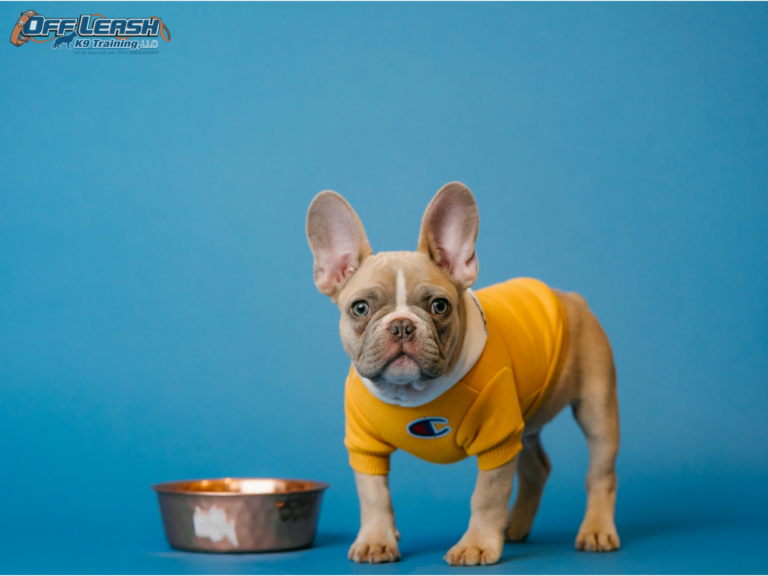 Preventing Dog Food Disasters: Understanding the Causes of Recalls