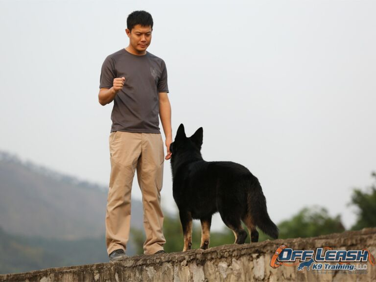 Maintaining Dog Training: The Key to Long-term Obedience Success