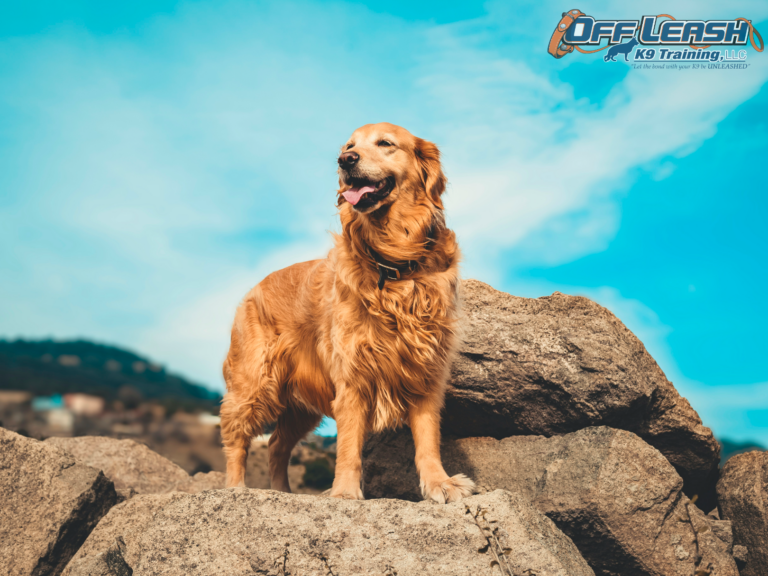 Unleash the Love: A Comprehensive Guide to Golden Retrievers