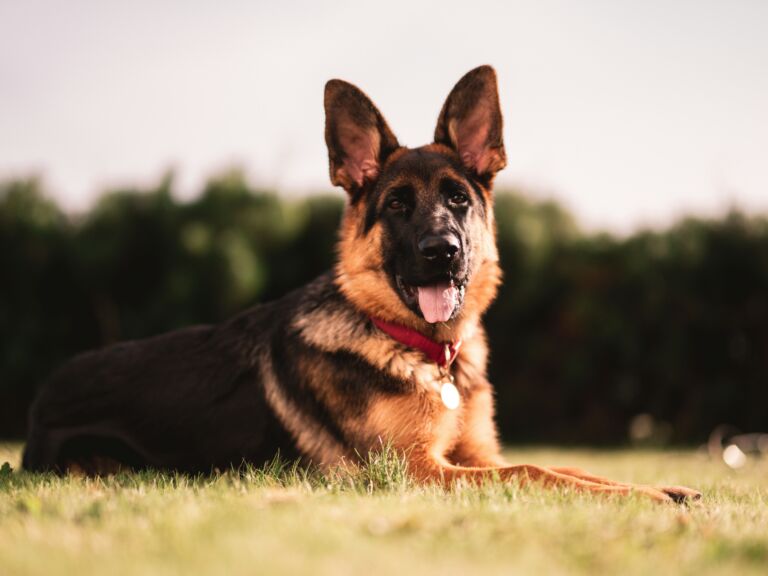 Exploring the Canine World: Unveiling the Charms of the Top 10 Most Popular Dog Breeds