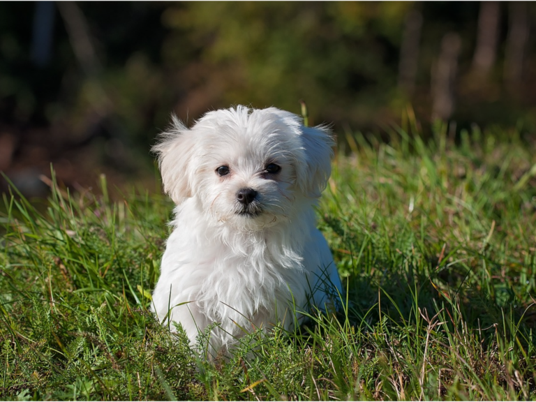 Safe and Sound: Natural Ways to Keep Fleas and Ticks Away from Your Dog