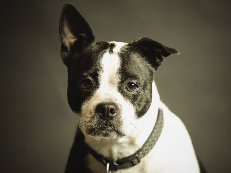 Mastering the Place Command: A Guide to Obedience and Harmony