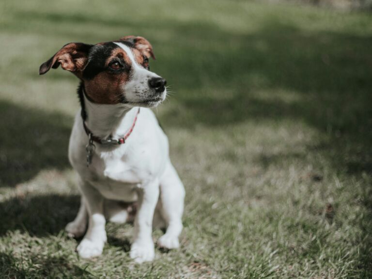 Detecting Kidney Woes in Canines: A Guide for Pet Parents