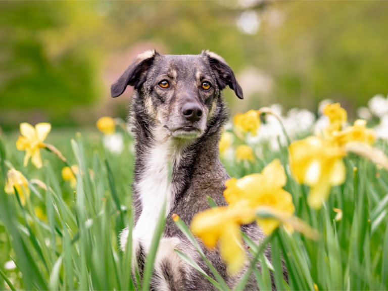 Elevate Your Dogs Training with Easter Fun: Games, Exercises, and Bonding