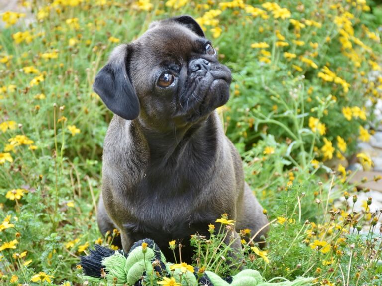 Managing Common Allergens in Dogs: A Comprehensive Guide