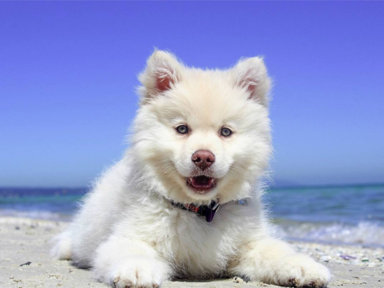 The Perfect Puppy Starter Kit: Essential Supplies for National Puppy Day