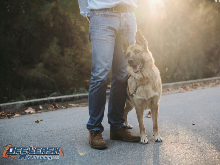 Thoughtful and Thrifty: Affordable Gift Ideas for Dog Parents