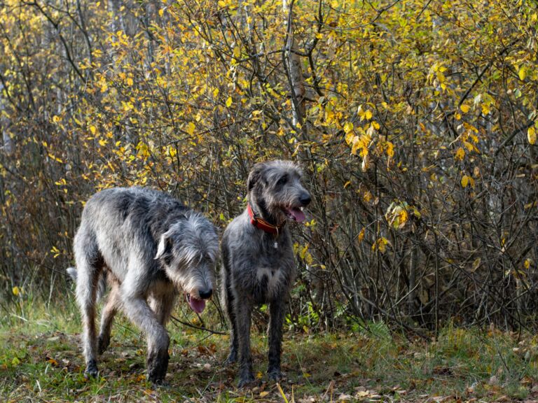 Celebrating Irish Dog Breeds: A Cultural Exploration