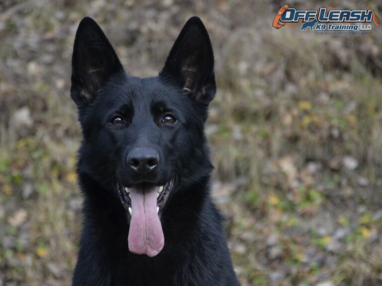 Unlocking Your Dogs Potential: The Power of E-Collar Training