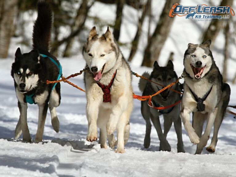 Celebrating the Iditarod: Alaskas Timeless Tribute to Tradition