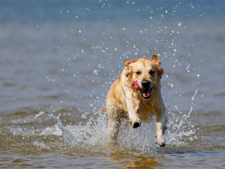 Ensuring Your Dogs Safety: A Guide to Beach Adventures